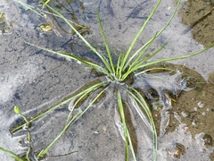 Isoetes butleri