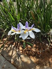 Dietes grandiflora