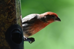 Haemorhous mexicanus