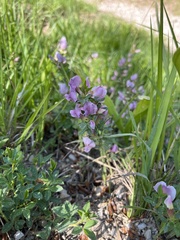 Chamaecytisus purpureus