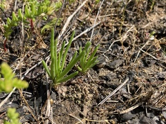 Phemeranthus calcaricus