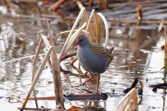 Rallus aquaticus