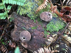 Lycoperdon subincarnatum
