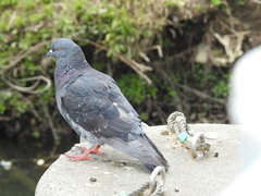 Columba livia domestica