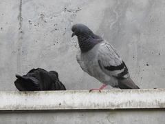 Columba livia domestica