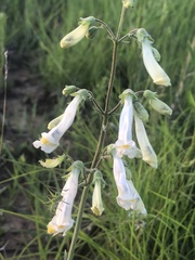 Penstemon oklahomensis