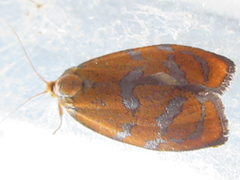 Ptycholoma lecheana