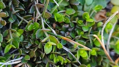 Gonocarpus aggregatus