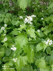 Alliaria petiolata
