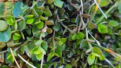 Gonocarpus aggregatus