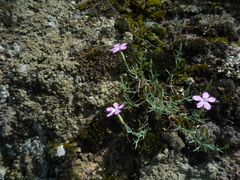 Dianthus hypanicus