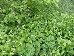 Alliaria petiolata