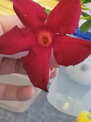 Apocynoideae