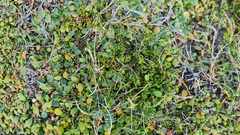 Gonocarpus aggregatus