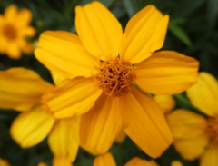 Tagetes lemmonii