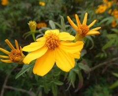 Tagetes lemmonii