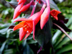 Fuchsia triphylla