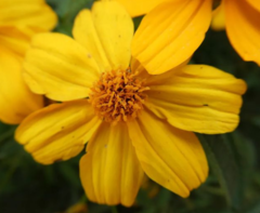 Tagetes lemmonii