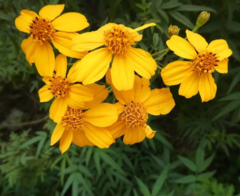 Tagetes lemmonii