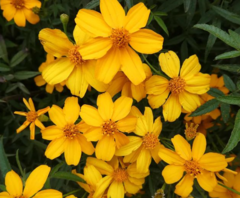Tagetes lemmonii