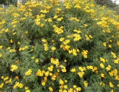 Tagetes lemmonii