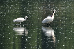 Platalea leucorodia