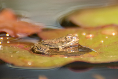 Pelophylax ridibundus