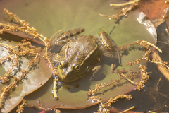 Pelophylax ridibundus