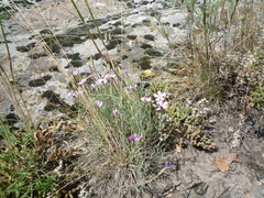 Dianthus hypanicus