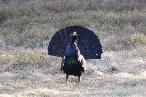Urogallo común (Tetrao urogallus)