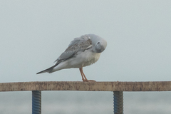 Chroicocephalus ridibundus