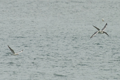 Chroicocephalus ridibundus