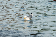 Larus michahellis