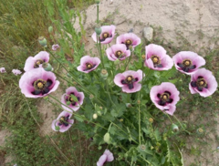Papaver somniferum