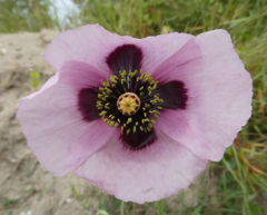 Papaver somniferum