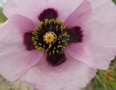 Papaver somniferum