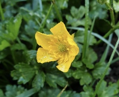 Ranunculus repens