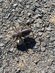 Acanthoplus discoidalis