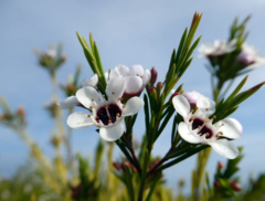 Chamelaucium uncinatum