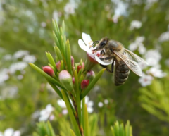 Chamelaucium uncinatum