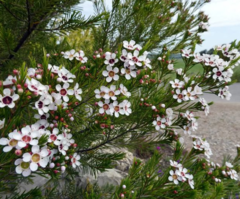 Chamelaucium uncinatum