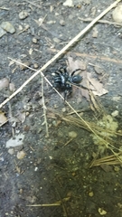 Sphodros niger