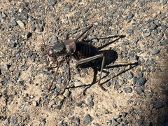 Acanthoplus discoidalis