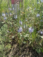 Veronica austriaca