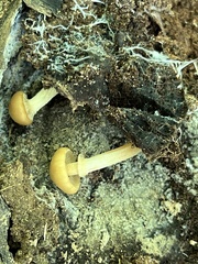 Kuehneromyces marginellus