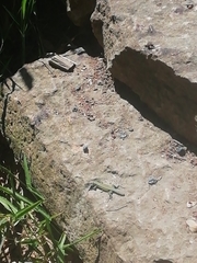 Podarcis muralis