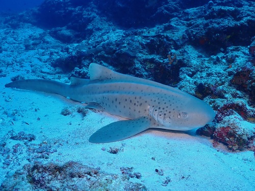Zebra Shark