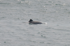 Phocoena phocoena relicta