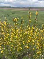 Chamaecytisus ruthenicus