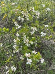 Prunus fruticosa